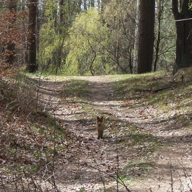 Dzika przyroda – lis